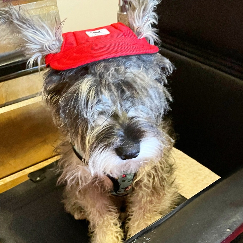 Red Pet Sun Visor Hat for Small Dogs - Lightweight Outdoor Headwear
